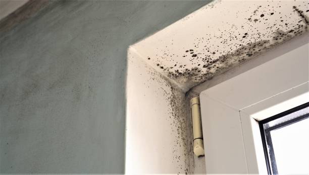 Dehumidification Services in Martinsburg, WV