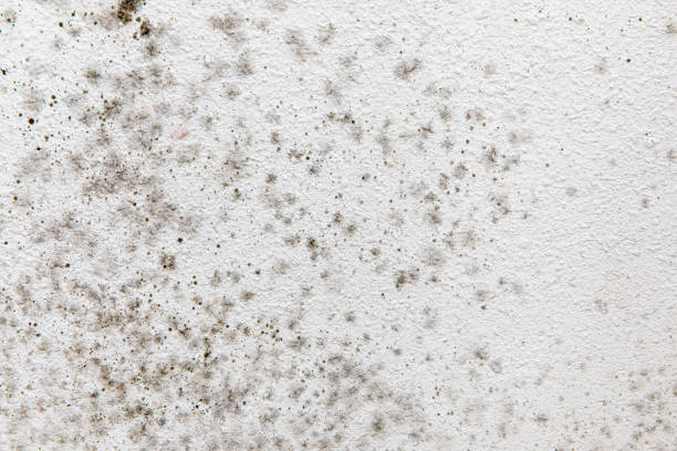 Best Biohazard Mold Removal  in Martinsburg, WV