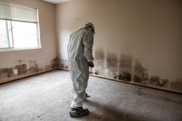 Best Attic Mold Removal  in Martinsburg, WV